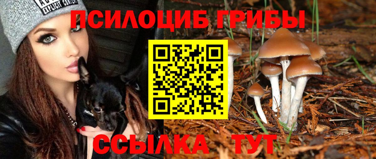 Псилоцибиновые грибы Psilocybe  Вход с VPN  Гагарин 